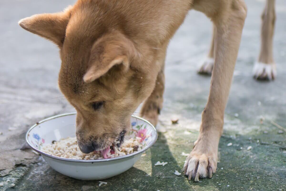 Um cachorro comendo arroz.
