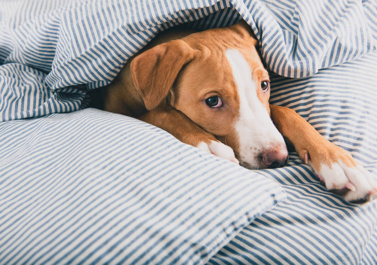 Você sabe ajudar um cão com depressão?