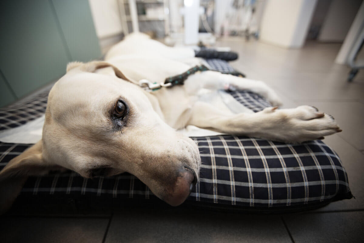 Um cão branco doente no veterinário.