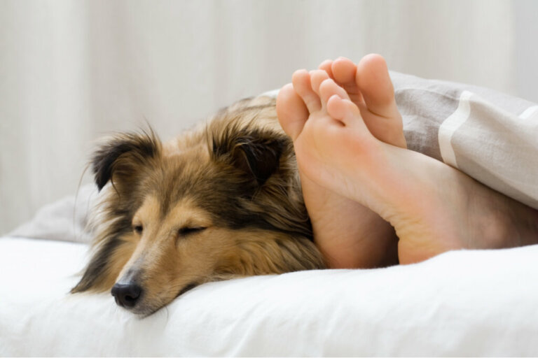 5 motivos pelos quais seu cão dorme ao seu lado