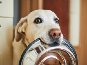 Os cães podem comer kiwi?