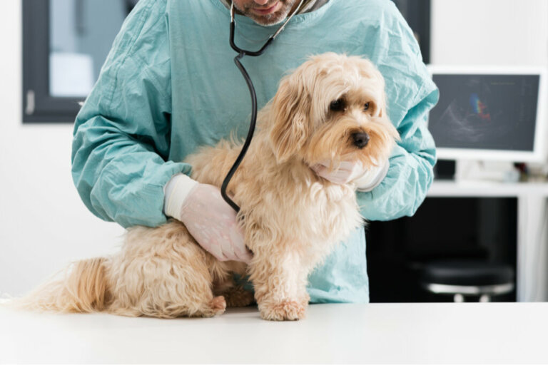 Ancilóstomos em cães: sintomas e tratamento
