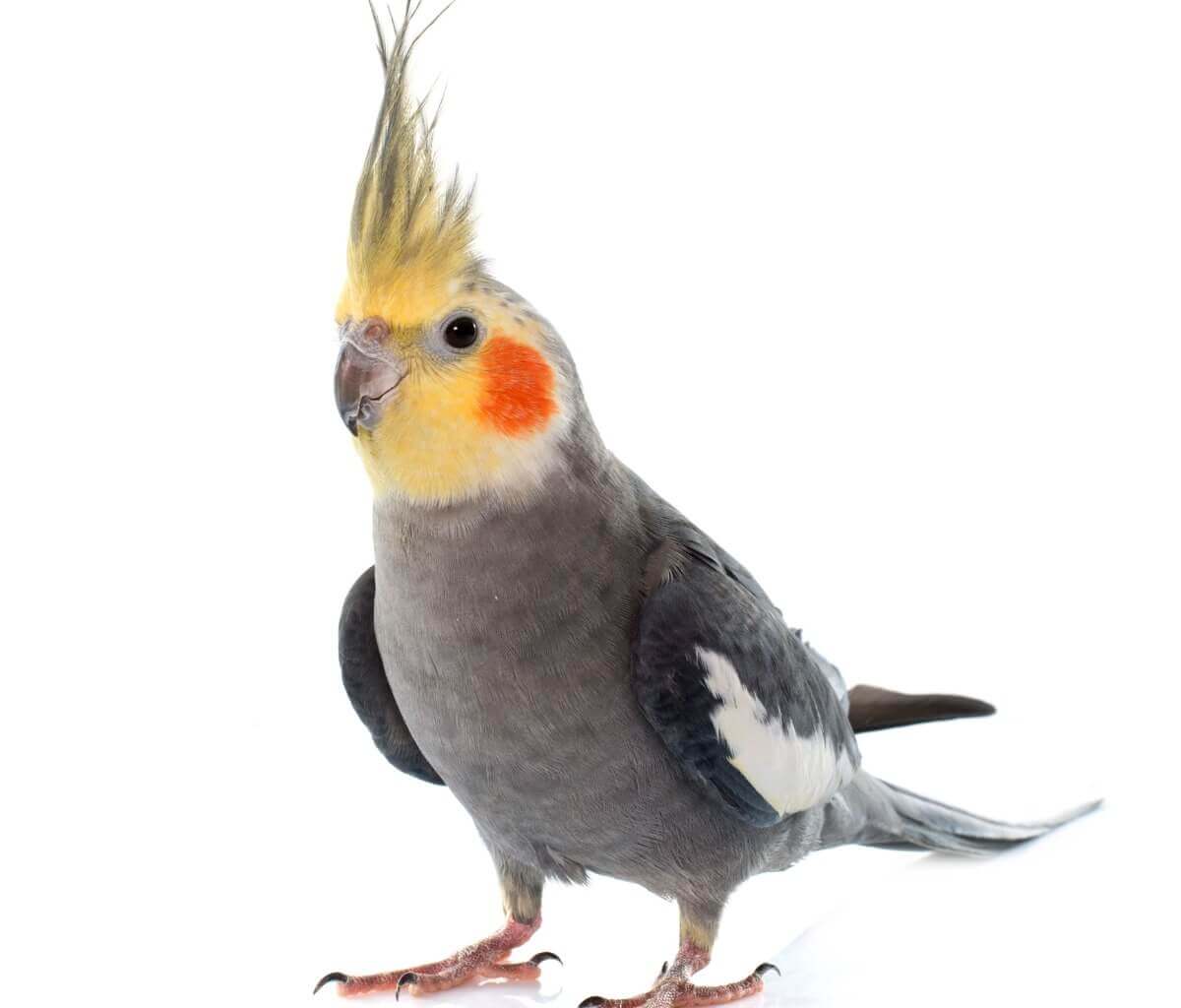 Conheça o comportamento das calopsitas.