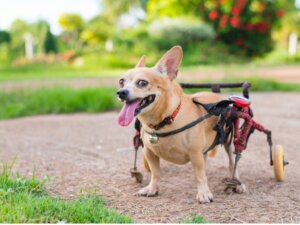 Ortopedia para cães: tudo o que você precisa saber