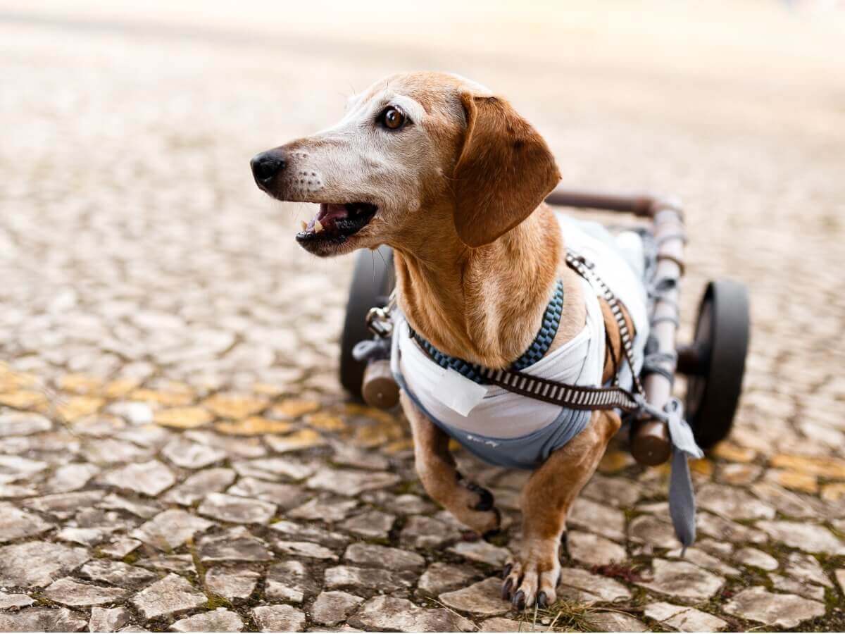 Um cachorro em uma cadeira de rodas usa sua órtese.