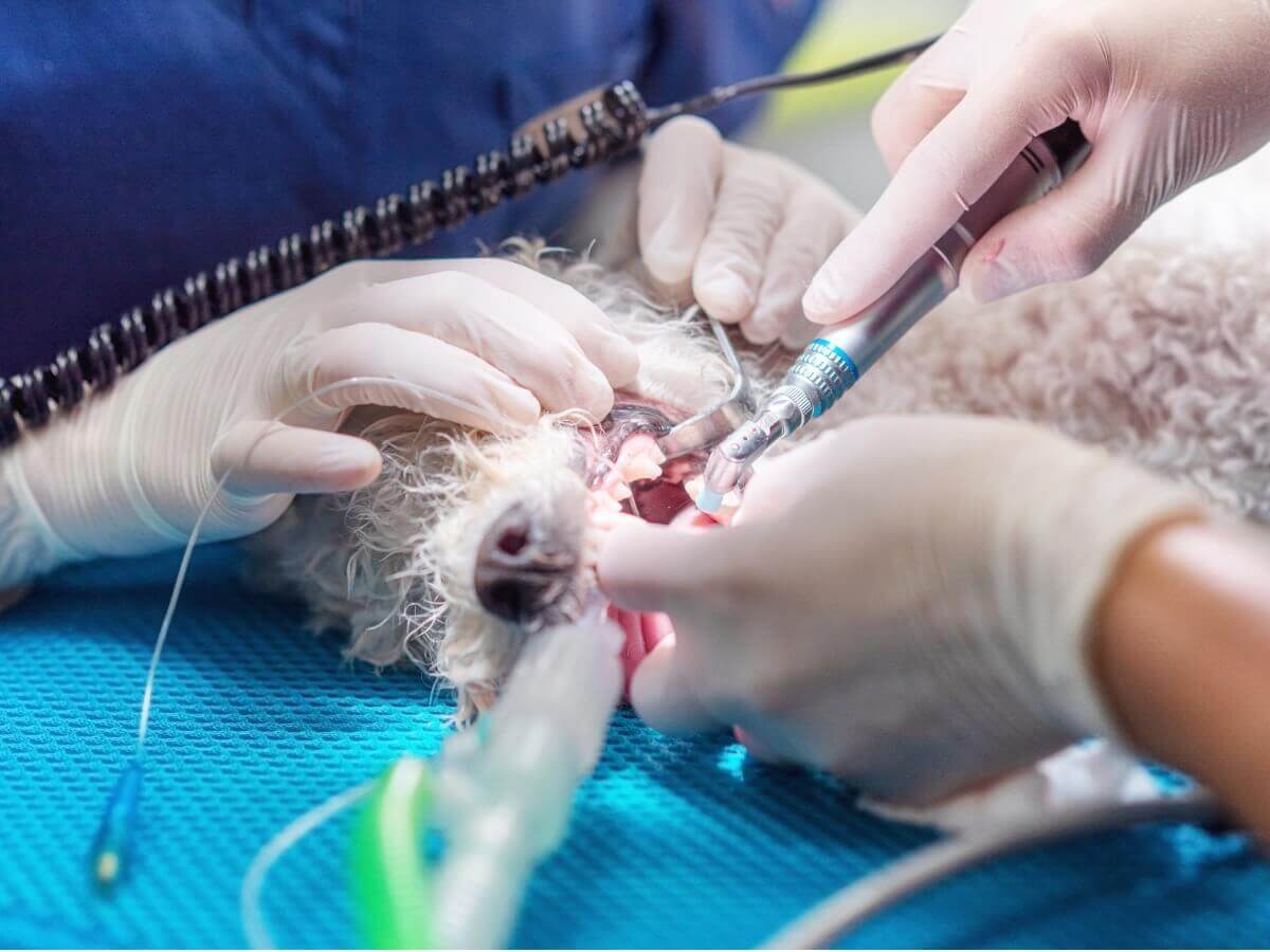 Cirurgia que visa ao tratamento da fenda palatina em cães.