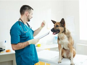Hemodiálise em cães e gatos: tudo o que você precisa saber