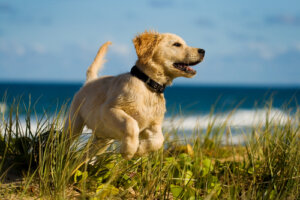 10 segredos que seu cão não contará a você sobre sua saúde