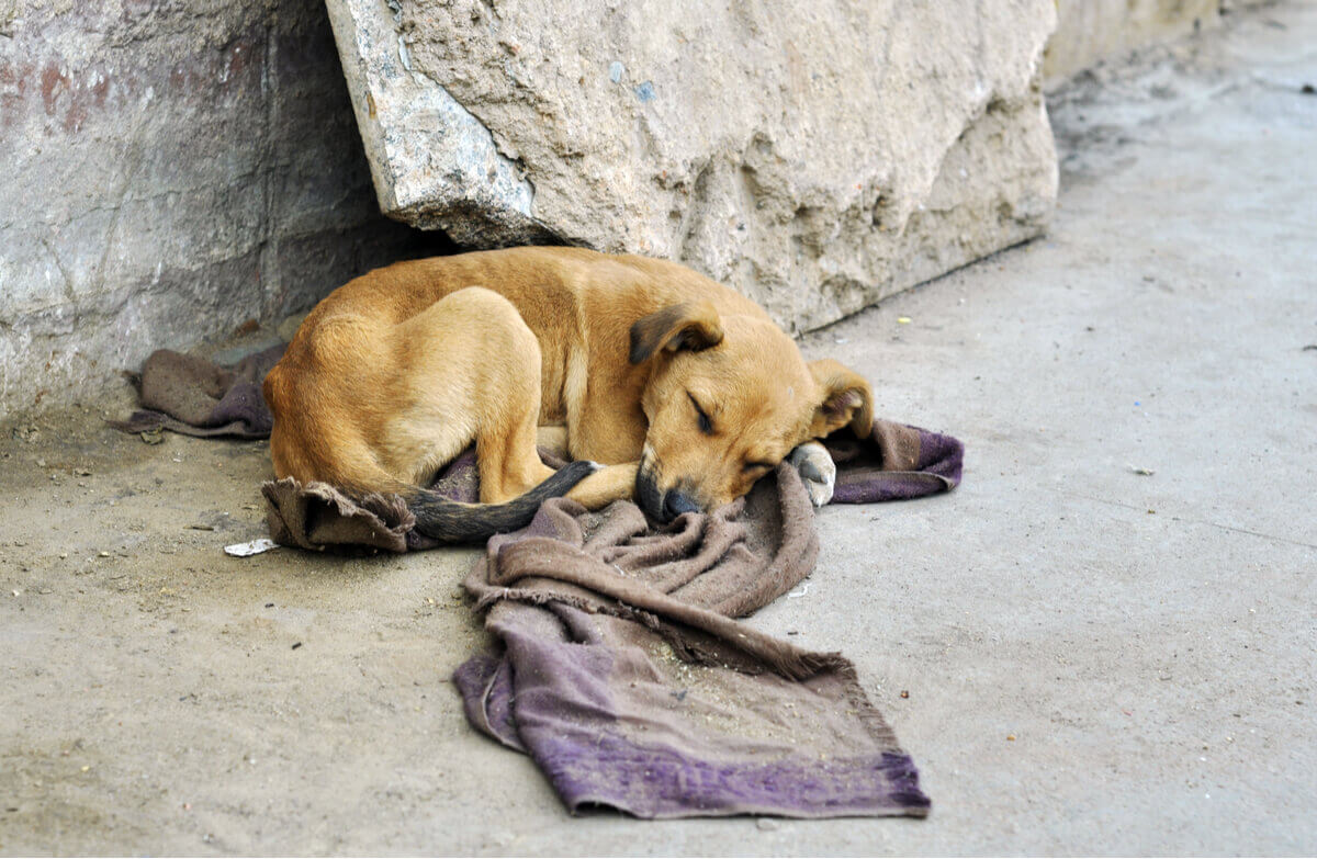 Um cachorro com um cobertor na rua.