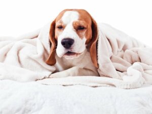 Faringite em cães: tudo o que você precisa saber