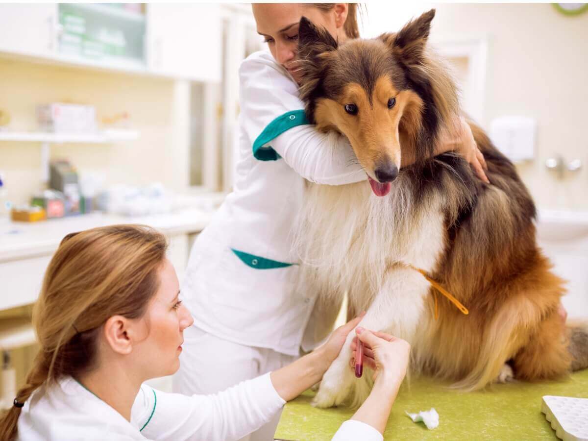 Um cachorro doente no veterinário.