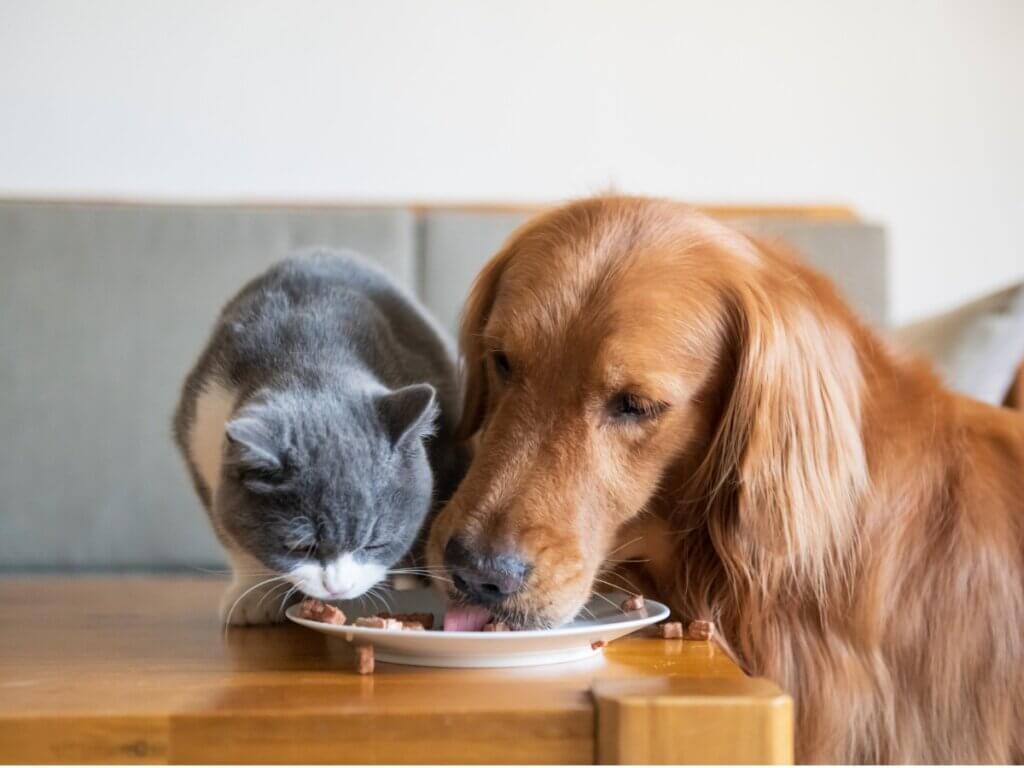 A FEDIAF apresenta novas diretrizes nutricionais para cães e gatos