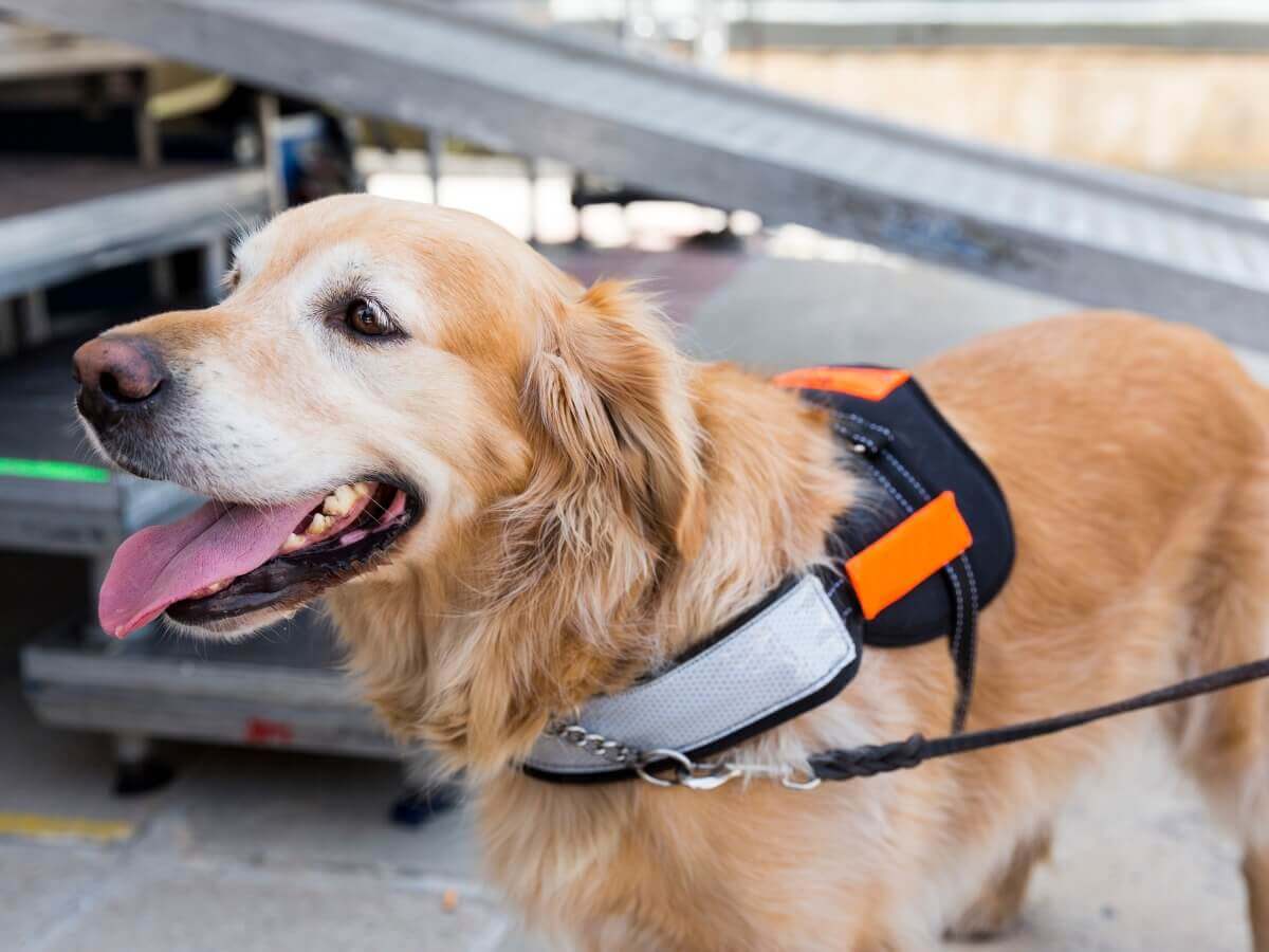 Um cão-guia sorridente.