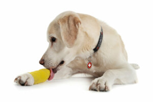 Entorse em cães: causas, sintomas e tratamento