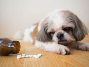 Tramadol para cães: usos e efeitos secundários
