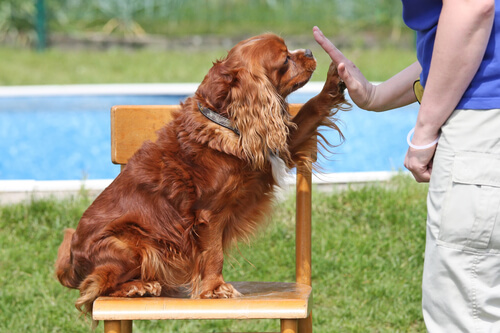 A inteligência e a realidade emocional dos cães