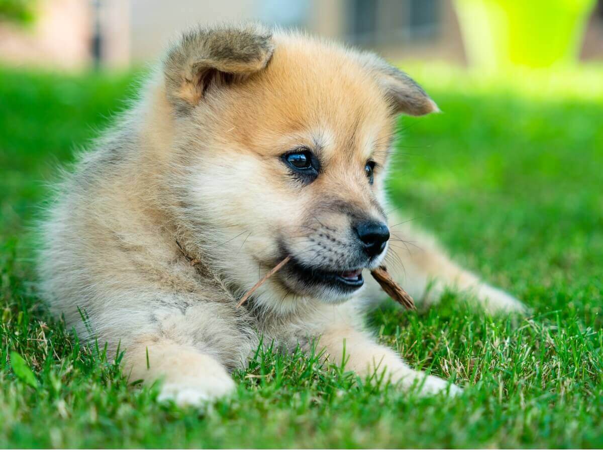 Pomsky: um dos tipos de huskies