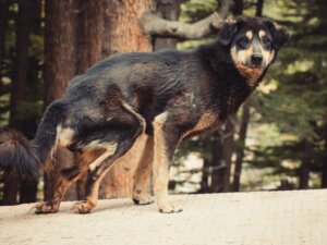 Como alimentar e cuidar de um cão desnutrido?