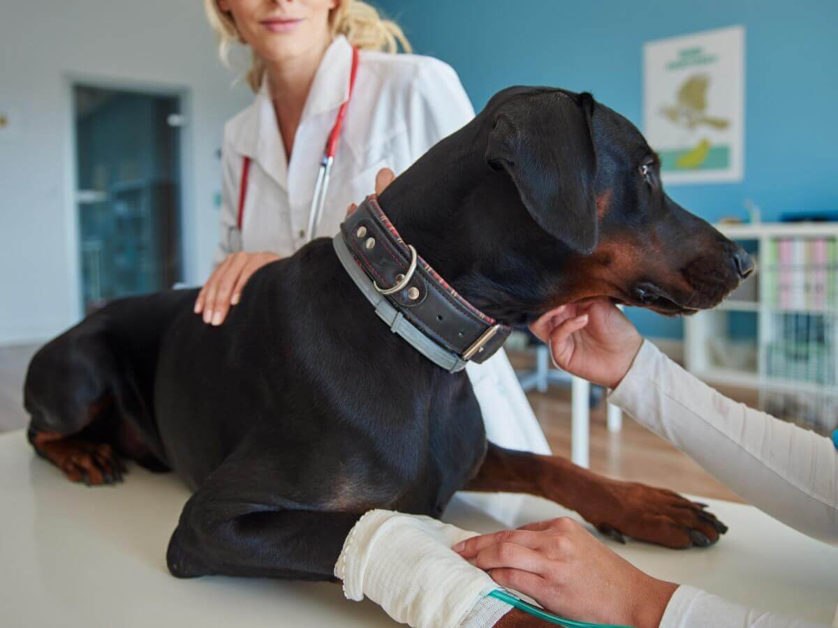 Um cachorro com uma pata quebrada