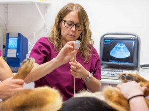 Fenda palatina em cães: causas e tratamento