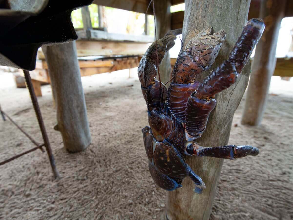 Um caranguejo-dos-coqueiros subindo na madeira.