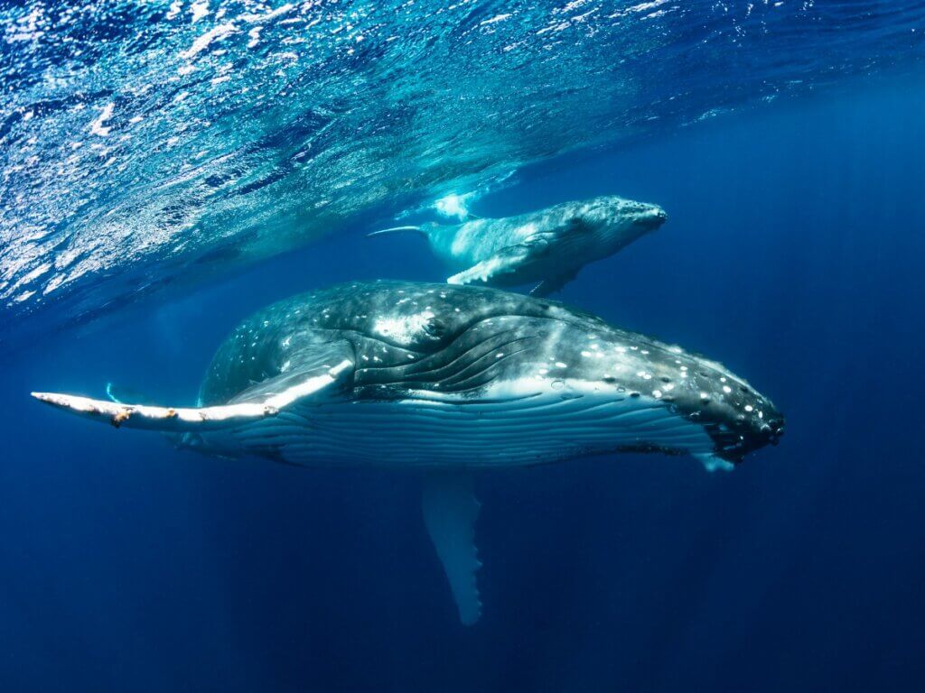 Baleia-jubarte: habitat, características e comportamento