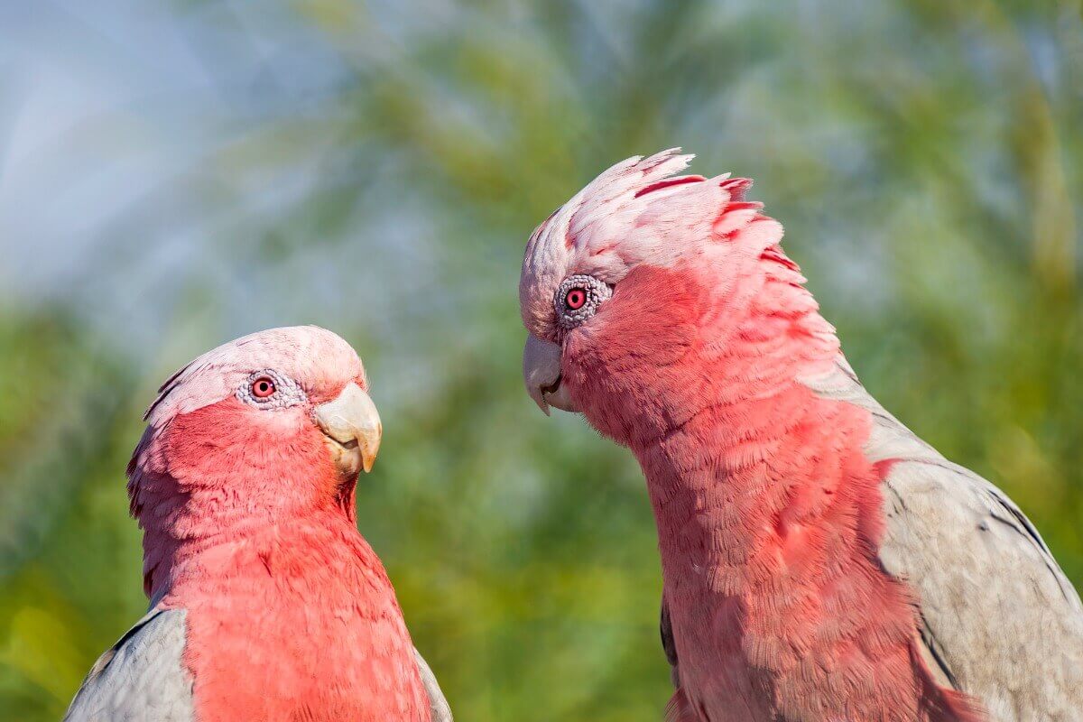 Um casal de galah