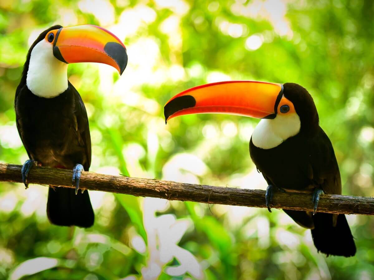 Um casal de tucanos