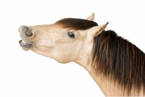 Por que os cavalos relincham?