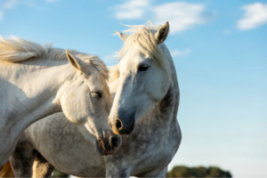 Encefalite equina: causas, sintomas e tratamento