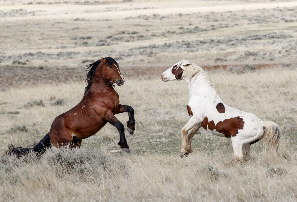 Raças de cavalo Mustang.