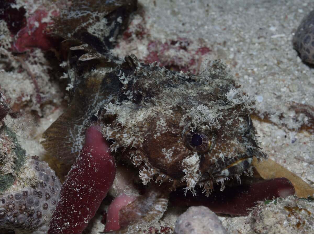 O peixe-sapo charroco camuflado.