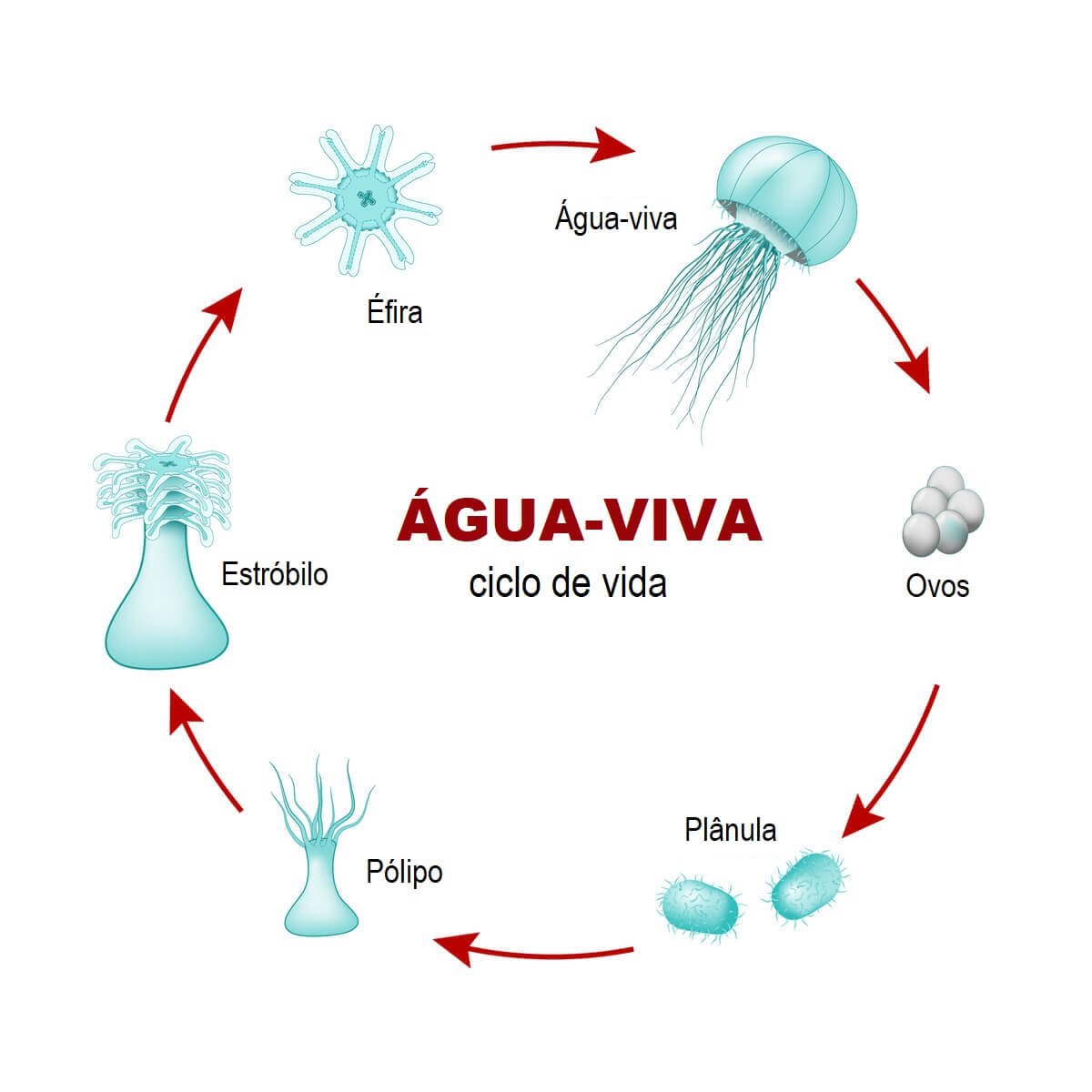 Reprodução alternada: ciclo de vida da água-viva