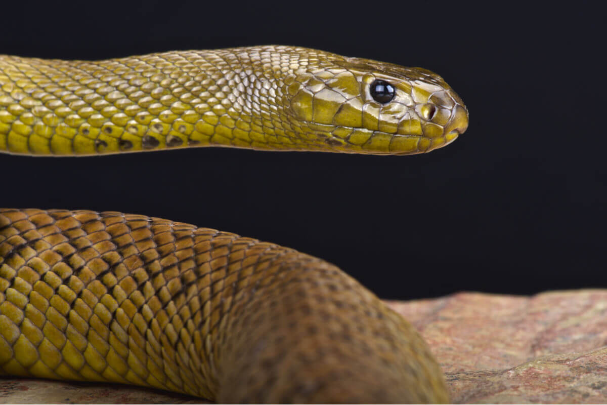 Saiba mais sobre o comportamento das cobras