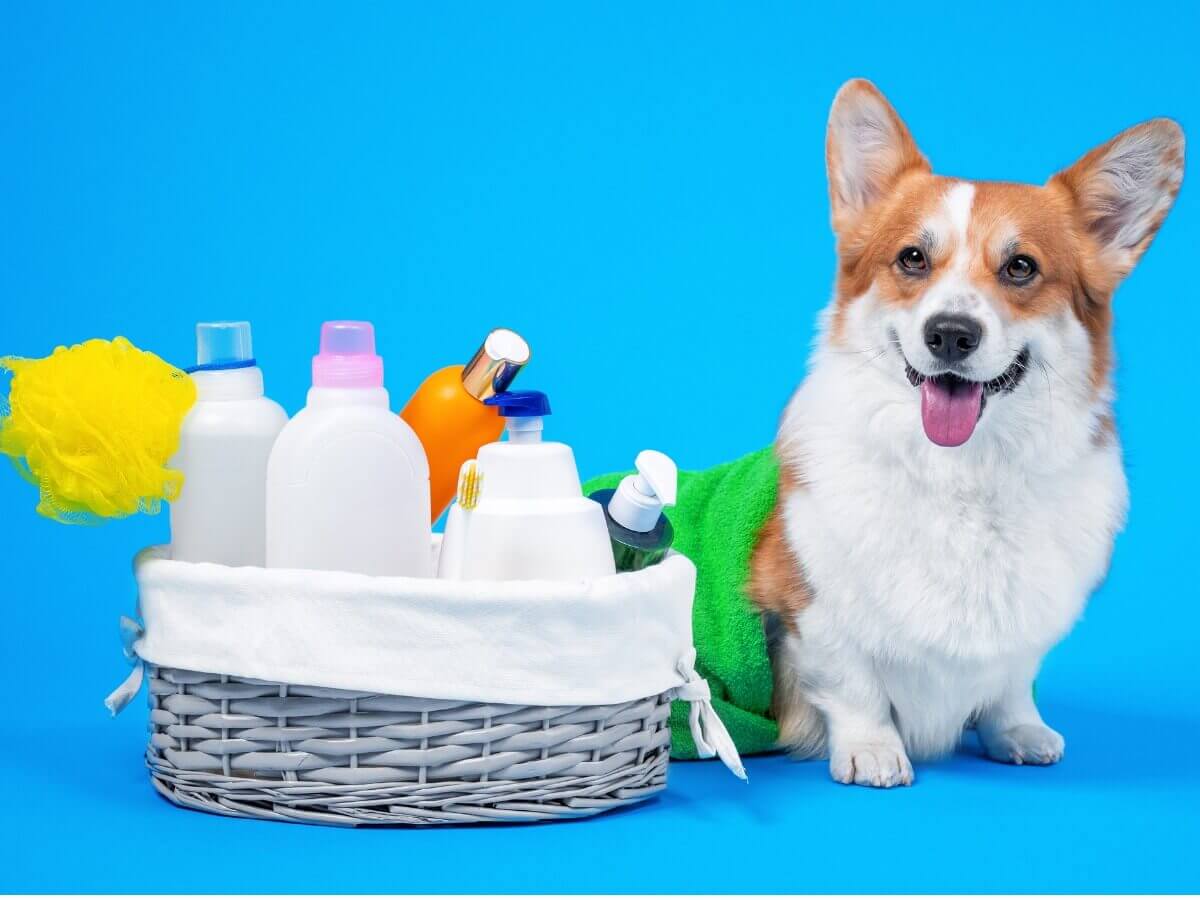 Um corgi na hora do banho.