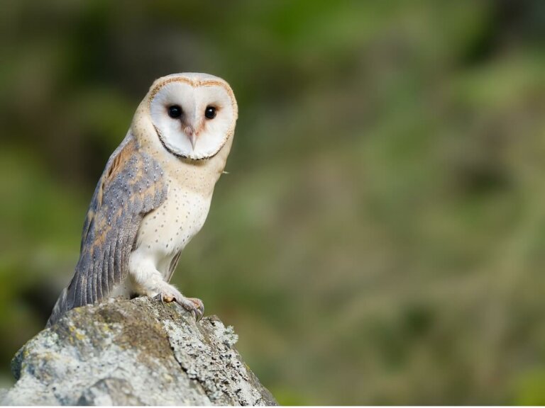 Corujadastorres habitat e características Meus Animais