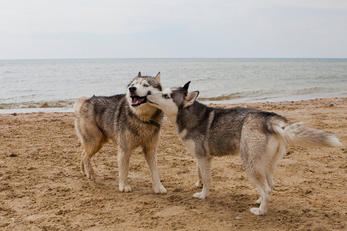 Um dos tipos de huskies