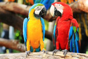 Bóxer e papagaio, grandes companheiros de jogos • Tiendanimal Blog