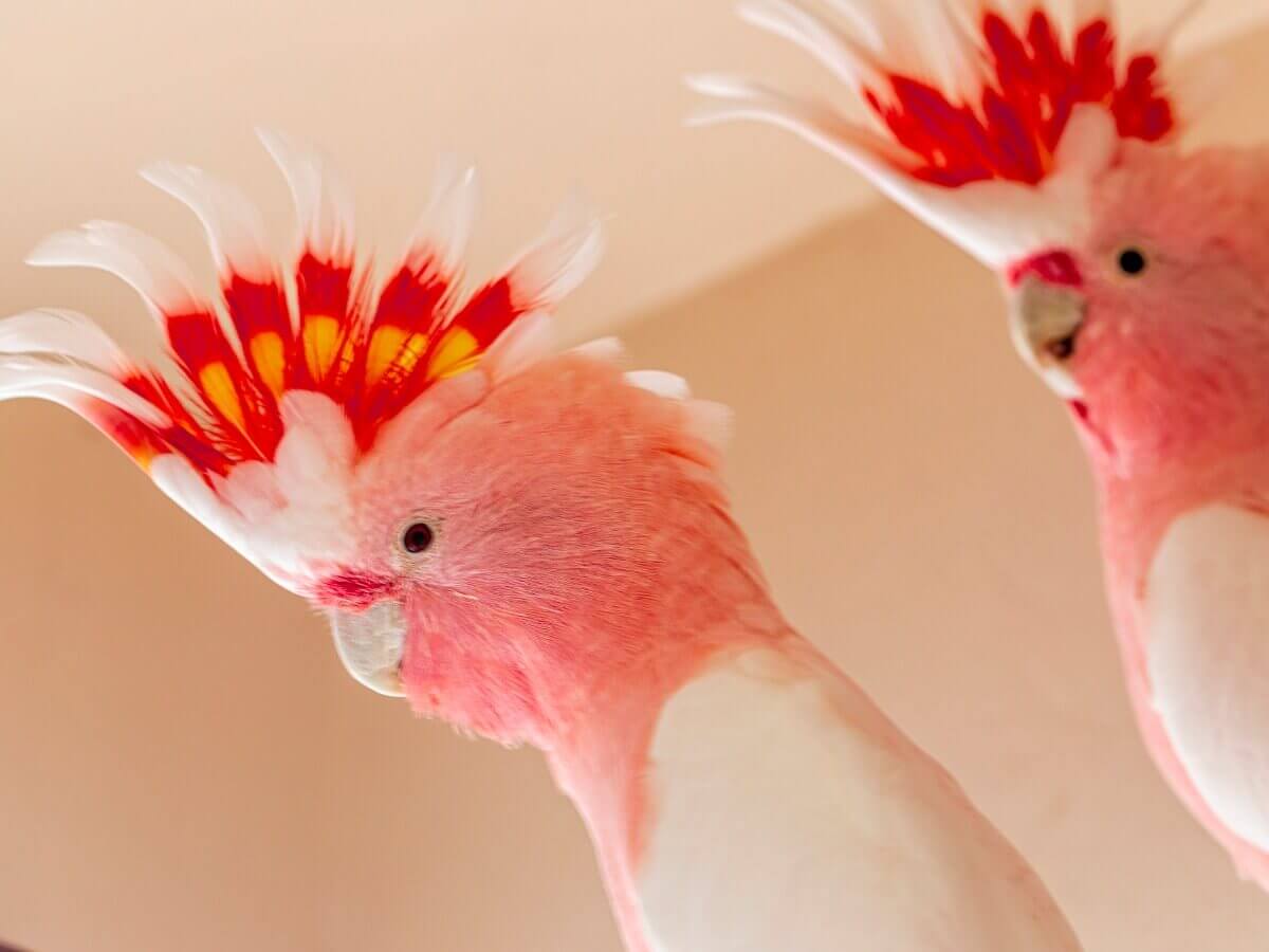 Dois espécimes de cacatua-rosa.