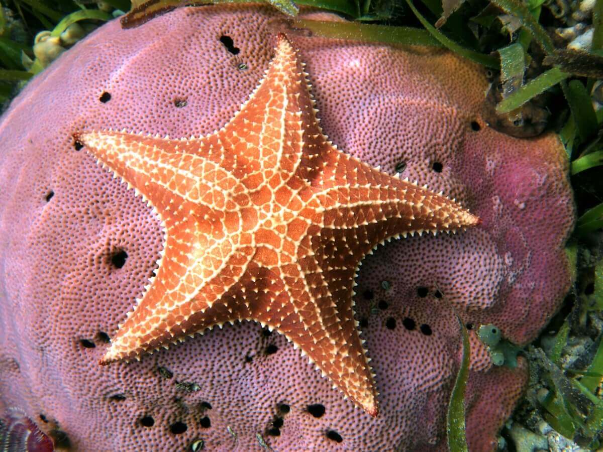 Uma estrela-do-mar em um coral.