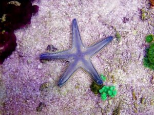 Como as estrelas-do-mar respiram?