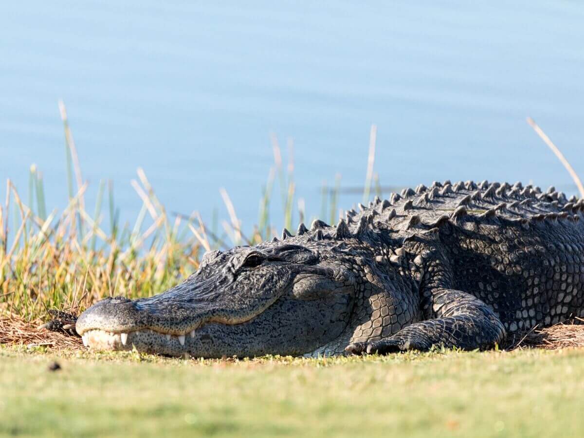 Os jacarés são um dos tipos de crocodilos.