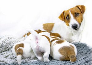 5 dicas para desmamar filhotes de cachorro