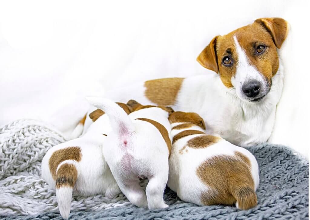 5 dicas para desmamar filhotes de cachorro