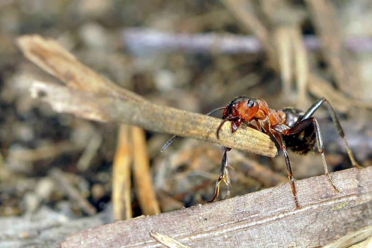 O comportamento das formigas.