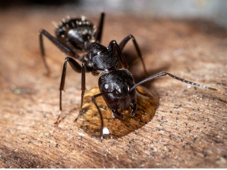 O comportamento das formigas