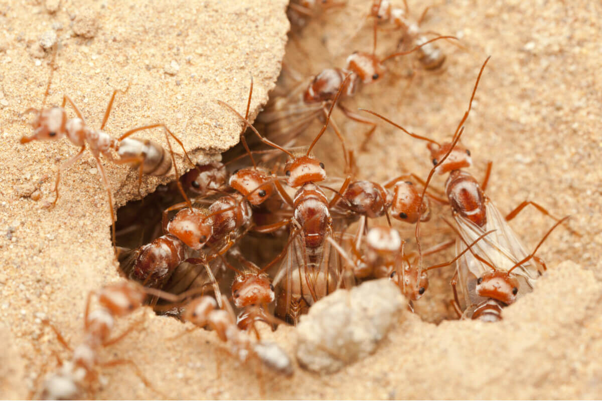 Formigas prateadas subsaarianas.