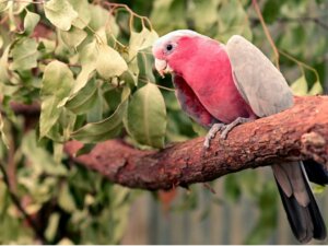 O galah: habitat e características