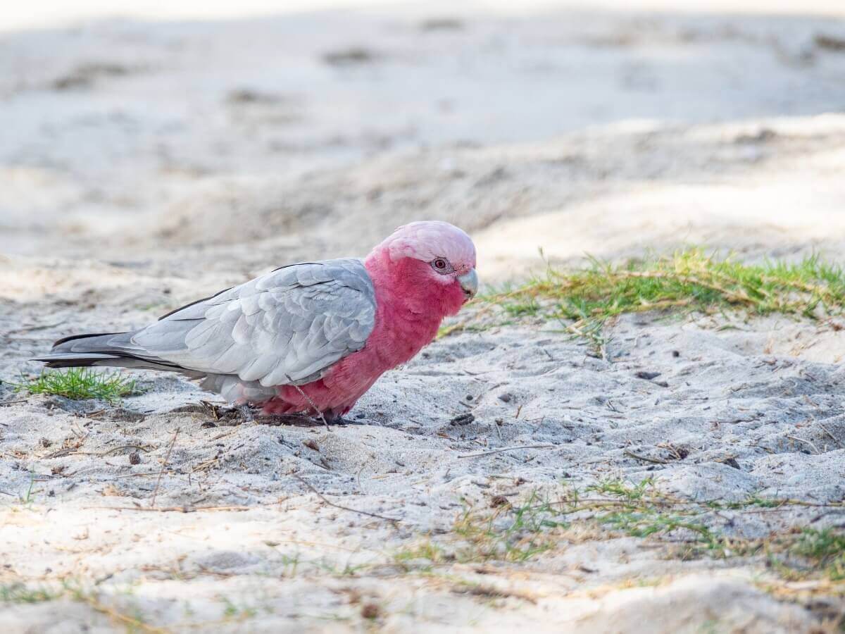 Um galah no quintal de uma casa.