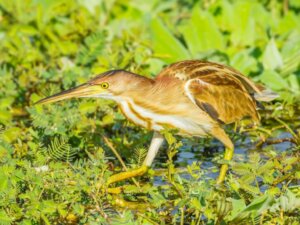 Garça-pequena: habitat e características